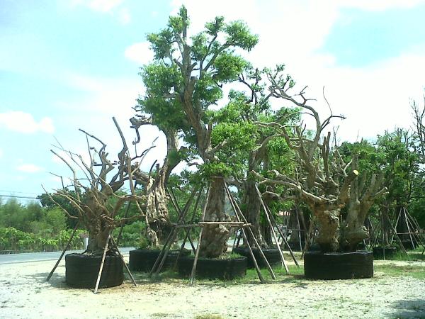 อนงค์พันธุ์ไม้,anongpunmai