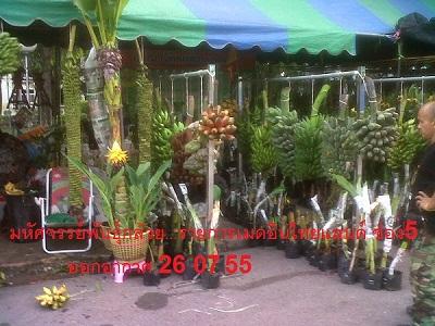 อาณาจักรกล้วยแปลกๆ,SombutKingdombanana