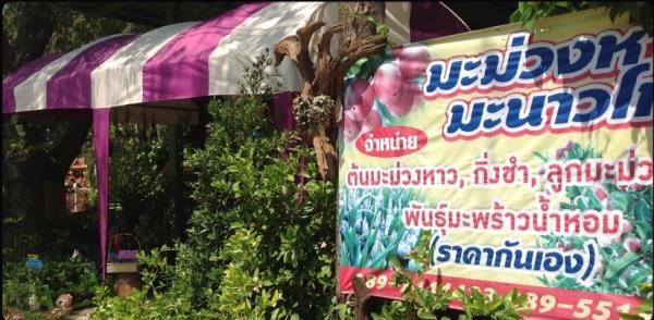เปมิกาพันธ์ุไม้,pemika