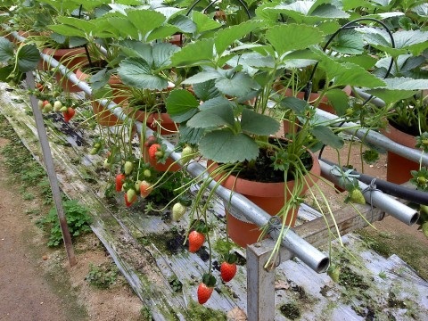 ก้านธูปพันธุ์ไม้,Kantoop Garden
