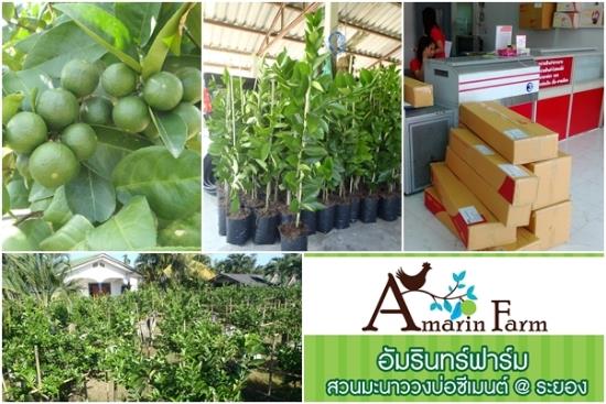 อัมรินทร์ฟาร์ม สวนมะนาว@ระยอง,Amarin Farm @ Rayong