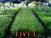 ดูรายละเอียด