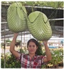 ออร์แกร์นัทพันธุ์ไม้,Orgalnut 