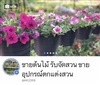 ดูรายละเอียด