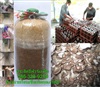ดูรายละเอียด