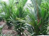 คลิกเพื่อดูสินค้า