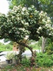 คลิกเพื่อดูสินค้า