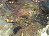 คลิกเพื่อดูสินค้า