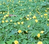 ดูรายละเอียด