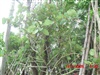 คลิกเพื่อดูสินค้า