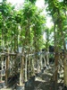 คลิกเพื่อดูสินค้า