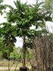 คลิกเพื่อดูสินค้า
