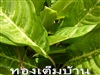 คลิกเพื่อดูสินค้า