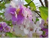 คลิกเพื่อดูสินค้า