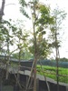 คลิกเพื่อดูสินค้า