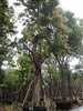 คลิกเพื่อดูสินค้า