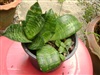คลิกเพื่อดูสินค้า