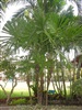 คลิกเพื่อดูสินค้า