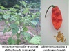 ดูรายละเอียด