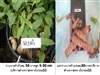 คลิกเพื่อดูสินค้า
