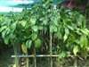 ดูรายละเอียด