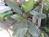 คลิกเพื่อดูสินค้า