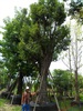 ดูรายละเอียด