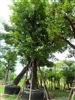 ดูรายละเอียด