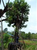 ดูรายละเอียด