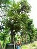ดูรายละเอียด