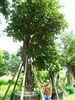 ดูรายละเอียด