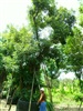 ดูรายละเอียด