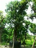 ดูรายละเอียด