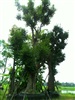 ดูรายละเอียด