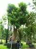 ดูรายละเอียด
