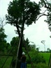 ดูรายละเอียด