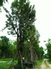 ดูรายละเอียด