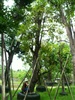 ดูรายละเอียด