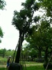 ดูรายละเอียด