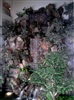 คลิกเพื่อดูสินค้า