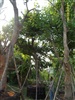 ดูรายละเอียด
