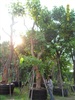 ดูรายละเอียด