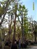 ดูรายละเอียด