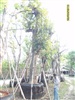 ดูรายละเอียด