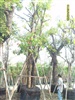 ดูรายละเอียด