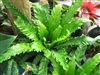คลิกเพื่อดูสินค้า