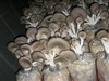 คลิกเพื่อดูสินค้า