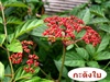 คลิกเพื่อดูสินค้า