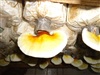 คลิกเพื่อดูสินค้า