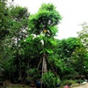 ดูรายละเอียด